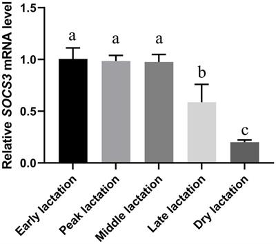 Identifying differentially expressed genes in goat mammary epithelial cells induced by overexpression of SOCS3 gene using RNA sequencing